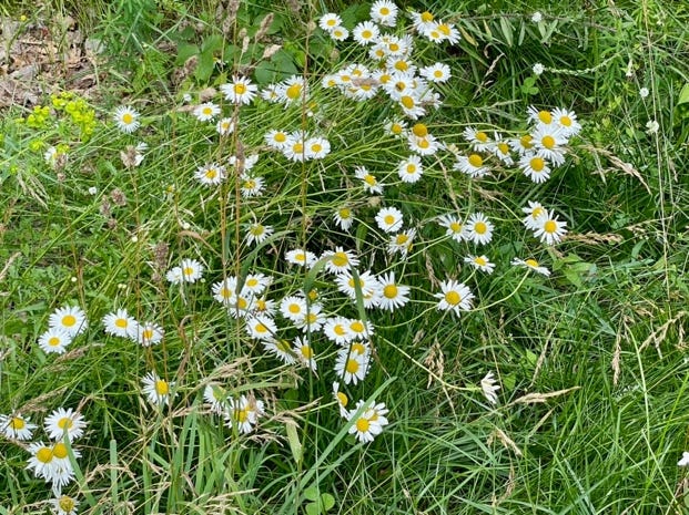 A group of white flowers in grass

Description automatically generated