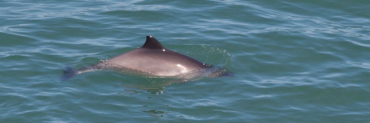 Harbour porpoise off the north coast of Anglesey.