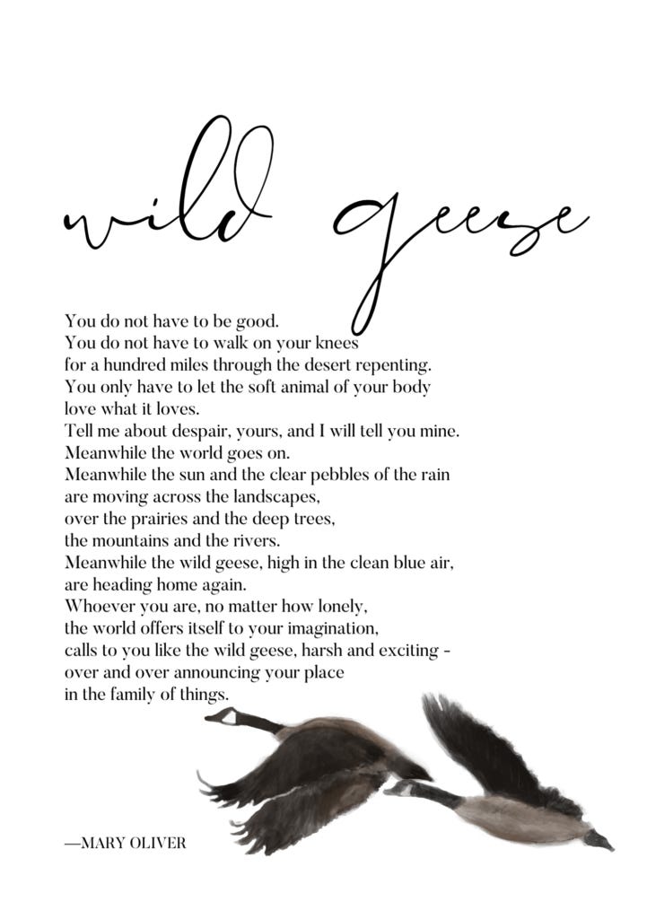 Wild Geese" by Mary Oliver: A Dive into My Favorite Poem ...