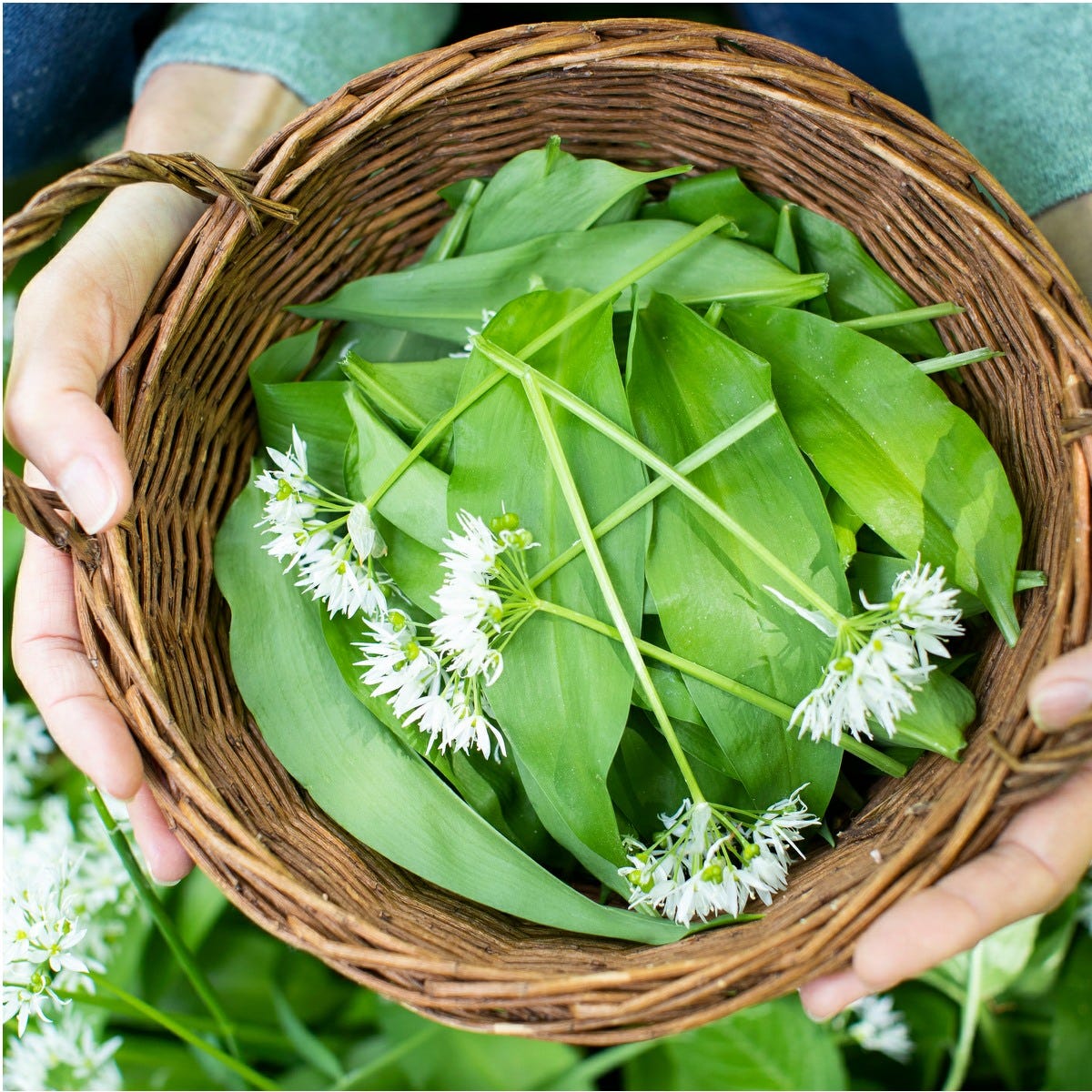 Wild Garlic with Flowers Wild Garlic with Flowers