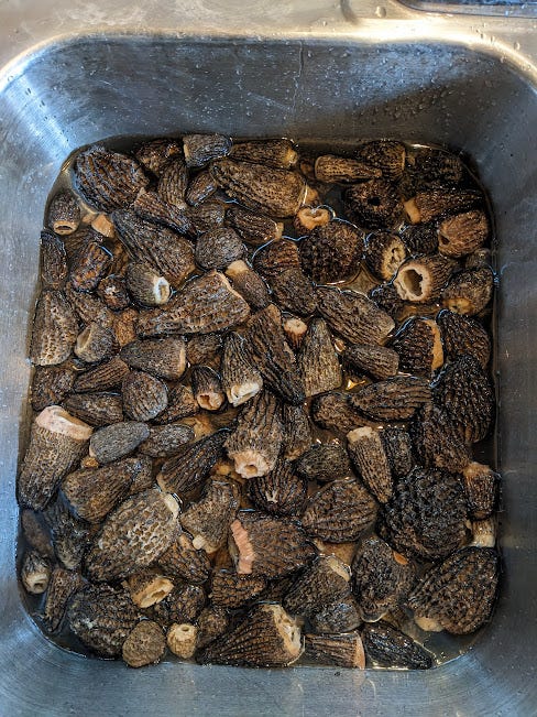 sinkful of morels