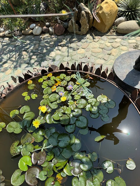Six photos of small man-made ponds with plants and flowers growing in them.