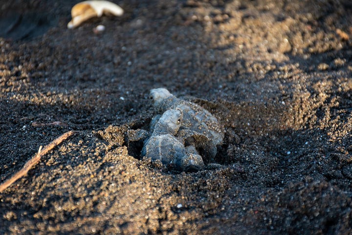 baby sea turtles emerging from the sand and encountering obstacles