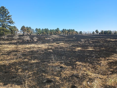 three photos of burned areas, starting to regrow grass