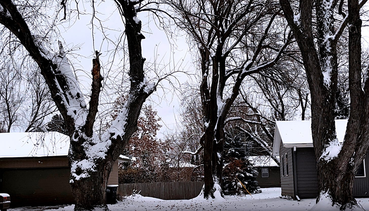 A few inches of snow in front of cloudy skies makes a scene of white, with bare trees and shoveled pavement breaking it up