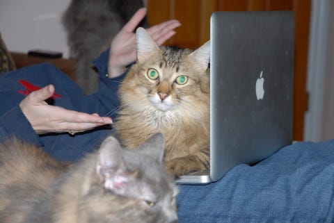 Chase_On_Computer_Crazy_Cat_Lady Chase_On_Computer_Crazy_Cat_Lady