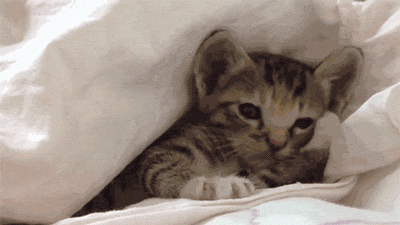 Pin on Kitty kitty