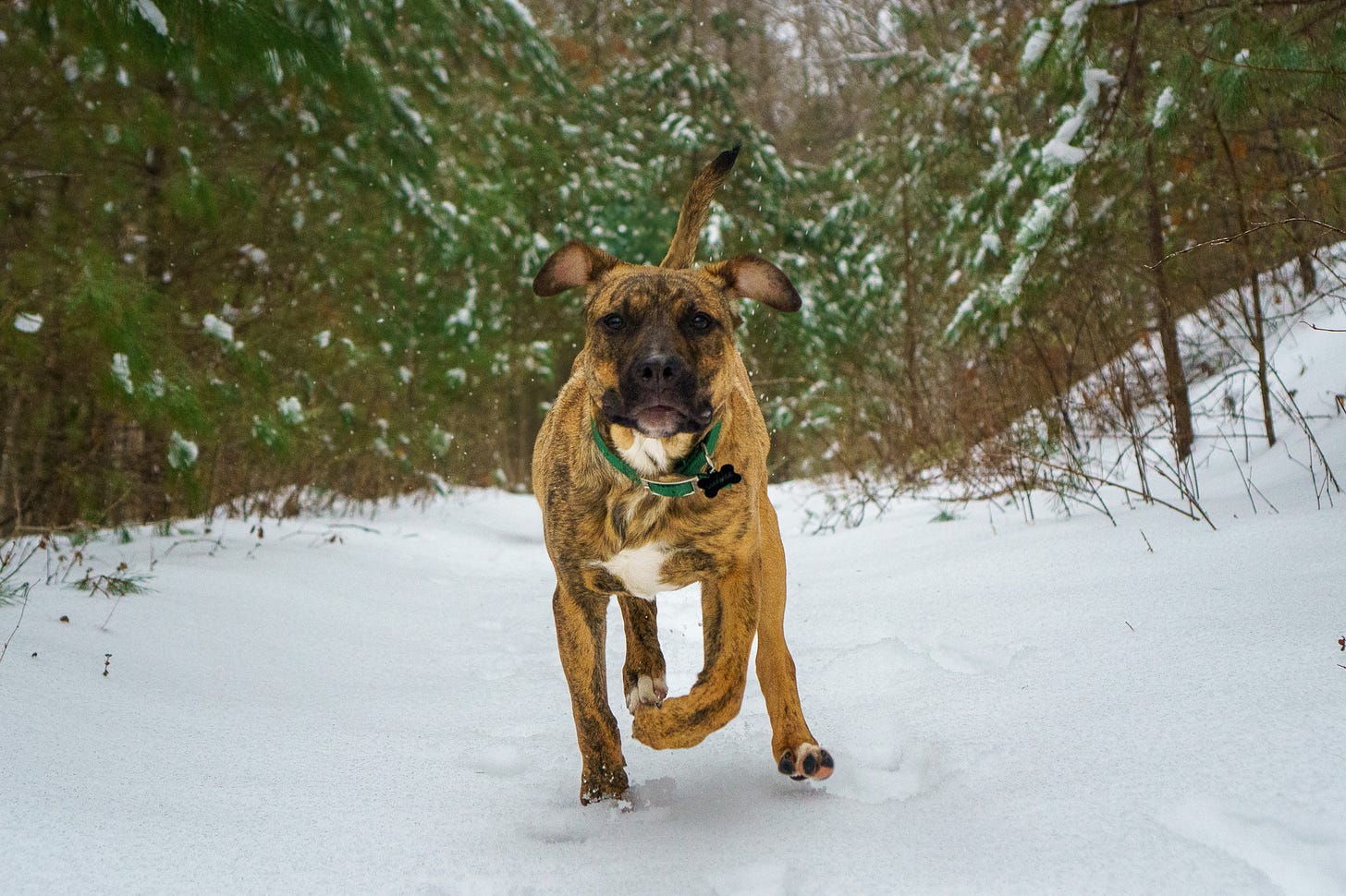 Puppy looking straight ahead running in the snow.