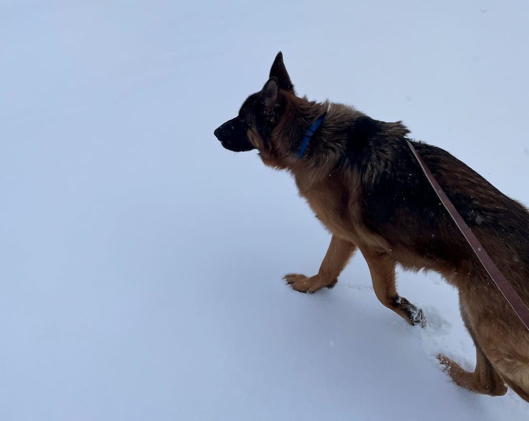 a german shepard in the snow