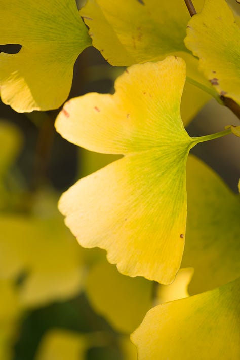 Ginkgo trees in urban settings. Copyright Tom Kimmerer