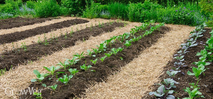 No-Till Gardening: An Easier Way to Grow No-Till Gardening: An Easier Way to Grow