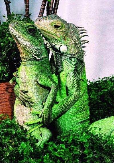 I apologize if you're herpetophobic and this is the first thing you saw this morning. I apologize if you're herpetophobic and this is the first thing you saw this morning.