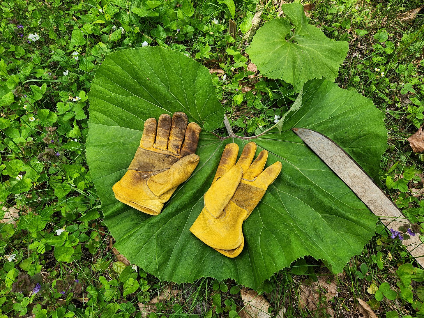 Petisites japonicus leaf