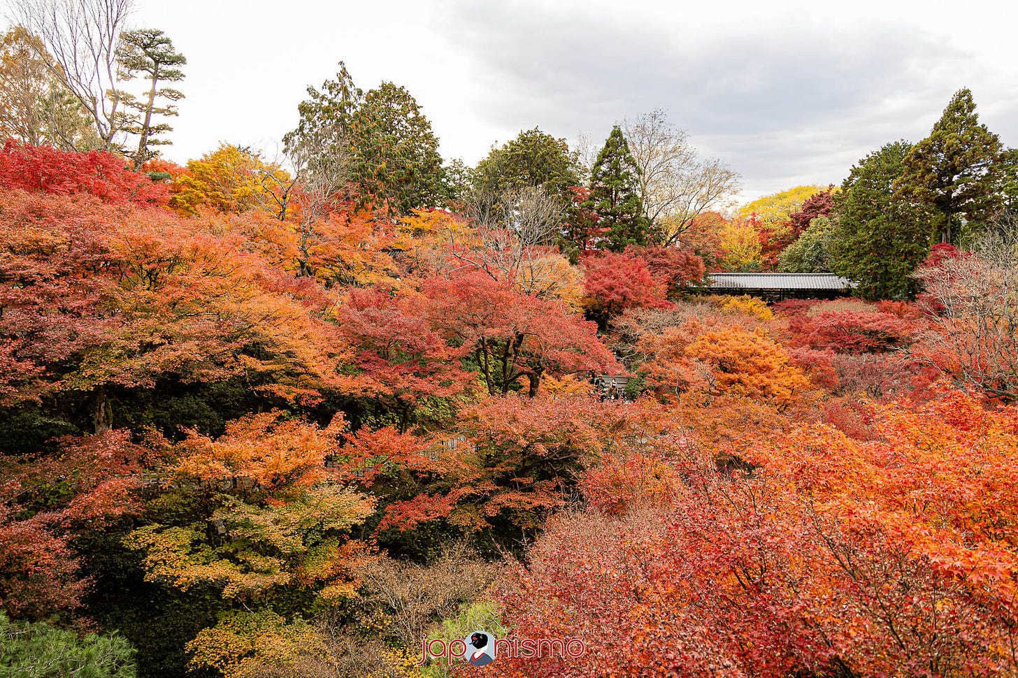 Momiji en Japón