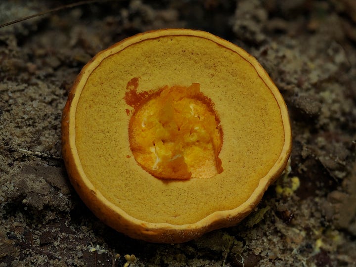 pores of Crocinoboletus