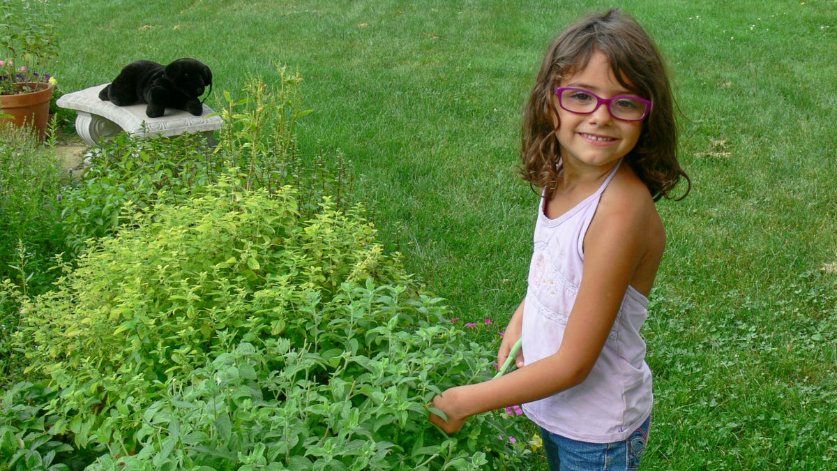 a young girl trimming mint plants