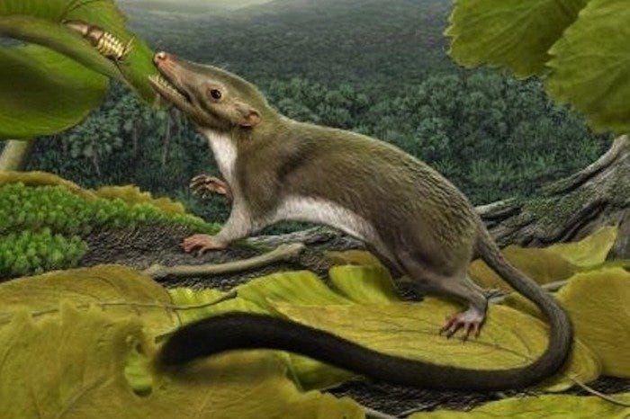 Reconstruction of Protungulatum, an early placental mammal that lived shortly after the Chicxulub asteroid impact. The small, rat-sized animal stands on a tree branch in a forest environment while feeding on an insect, illustrating the type of adaptable mammal that survived the end-Cretaceous mass extinction and may represent one of the earliest members of the placental mammal lineage.