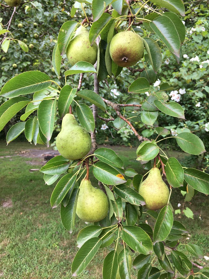 Some pretty and some fruit at the Farmhouse