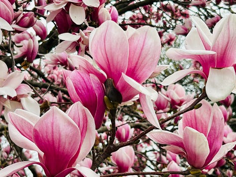 A vibrant cluster of blooming magnolia flowers in varying shades of pink and white, densely covering twisting branches. The petals are large and curved, with deep pink centers fading to pale edges. The image captures the fullness of the tree in bloom, creating a lush, almost surreal spring canopy.A dramatic upward view of a magnolia tree in full bloom, its branches dense with pink blossoms silhouetted against a cloudy sky. The sun appears as a glowing white orb in the upper right, partially veiled by the overcast, creating a moody, ethereal atmosphere.A close-up of a blooming magnolia flower with soft pink and white petals gently unfolding to reveal a reddish-pink center. The delicate veining on the petals adds texture, and blurred buds and branches in the background suggest the fullness of spring in bloom.