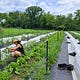 Farmer Rox Writes
