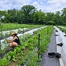 Farmer Rox Writes