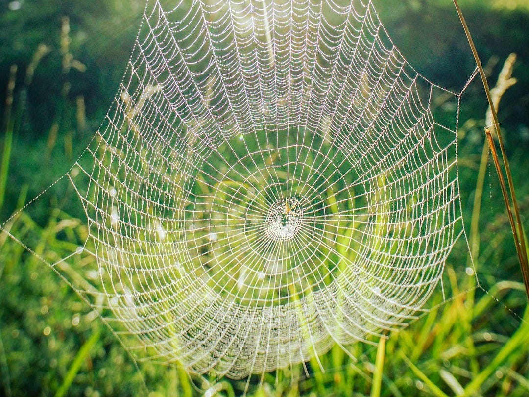 spider web on green grass during daytime spider web on green grass during daytime