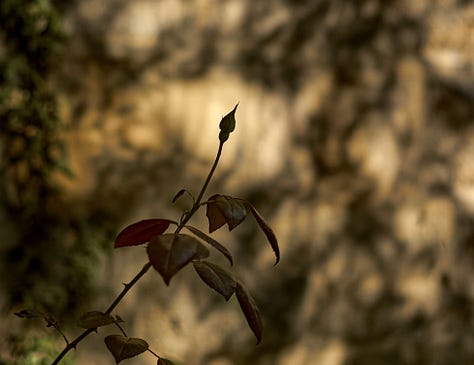 A series of photographs featuring plants and flora finding unusual places to grow