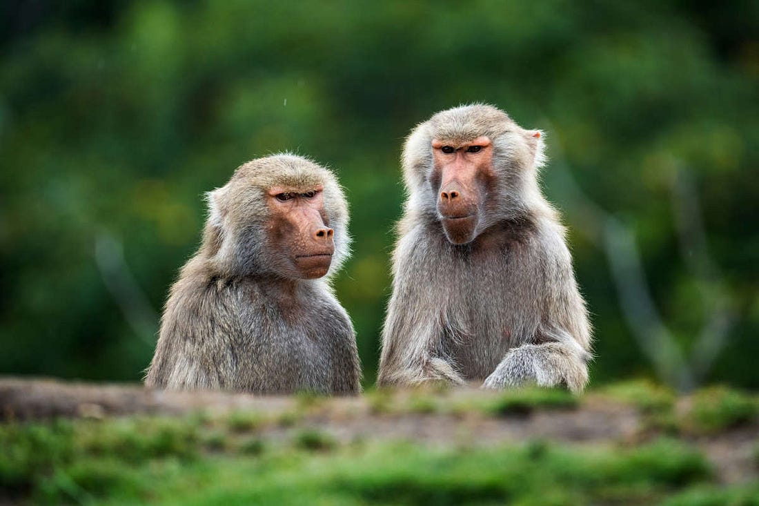 dos macacos miran a la cámara con cara de extrañados