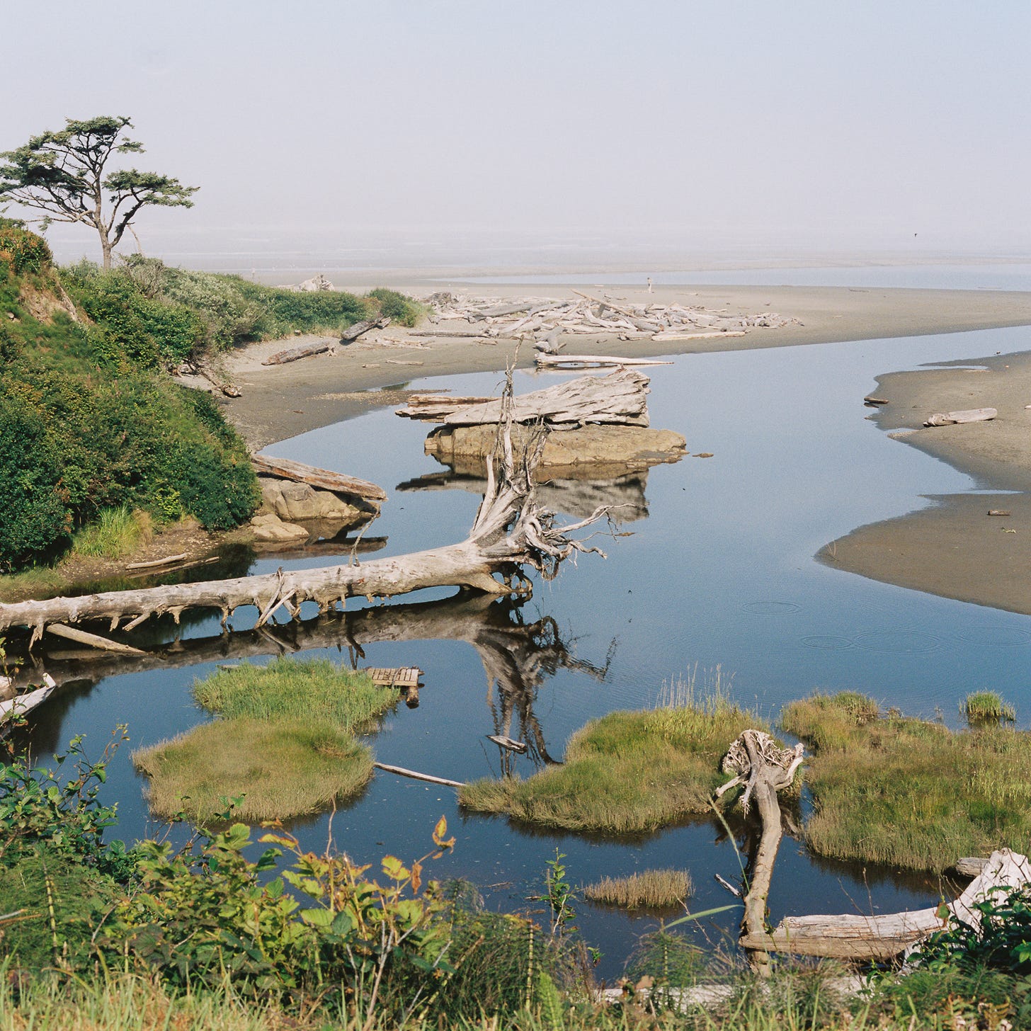 Photo of driftwood near the ocean's edge Photo of driftwood near the ocean's edge