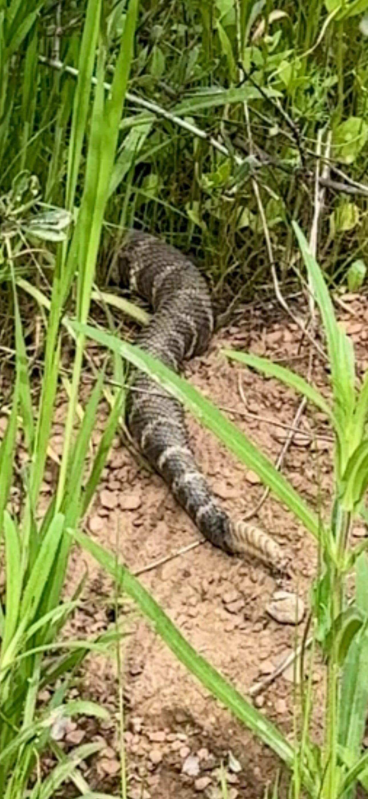 Rattlesnake tail