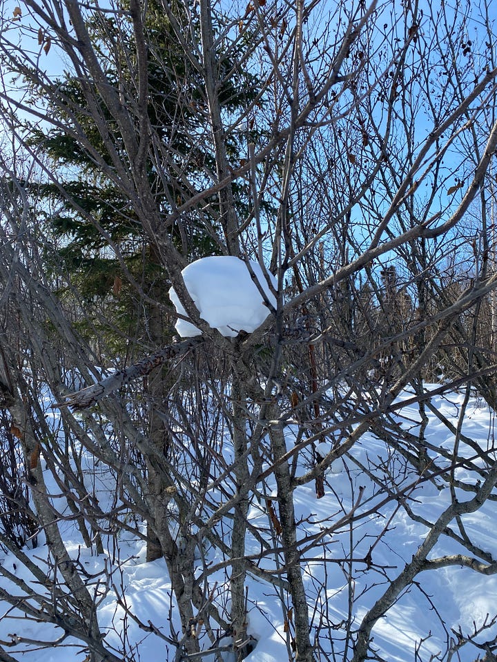 Photos of trees and snow in Connor's Bog after a winter filled with heavy snowfall. Most of the snow has dropped to the ground but snowballs and snow slicks remain perched high in the tree tops or on trunks bent by the snowfall and wind.