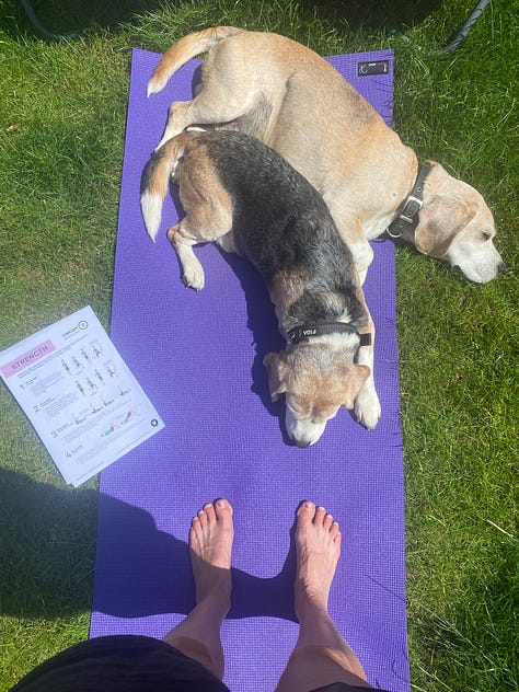strength training with two beagles helping
