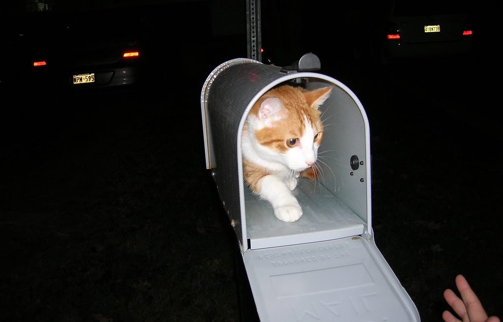 Nighttime photo of an orange and white cat inside an open curbside mailbox. Its owner's hand is visible at the bottom right of the picture. Nighttime photo of an orange and white cat inside an open curbside mailbox. Its owner's hand is visible at the bottom right of the picture.
