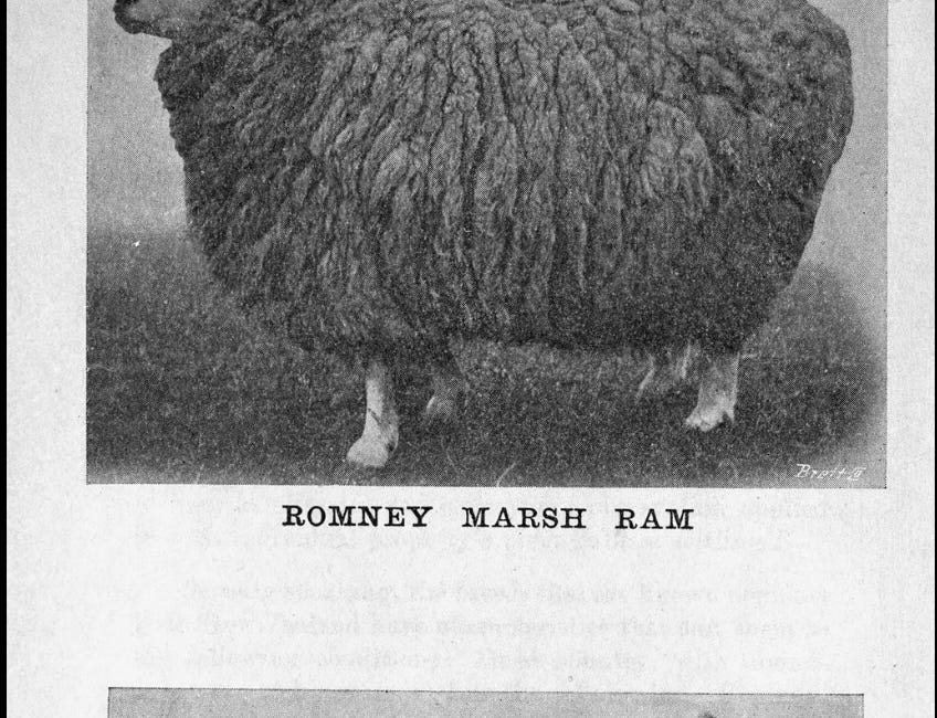 JANUARY: NEW ZEALAND WOOL