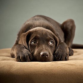 Turning Towards Discomfort