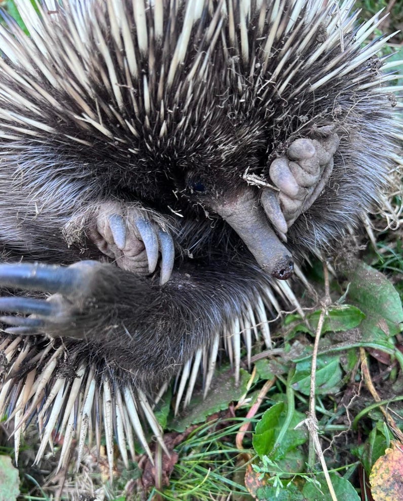 An echidna after being attacked by a dog