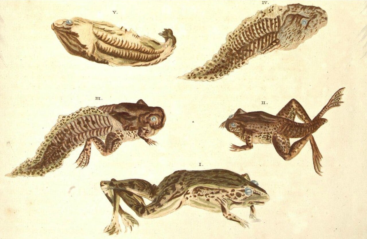 Merian Surinam insect plate Merian Surinam insect plate