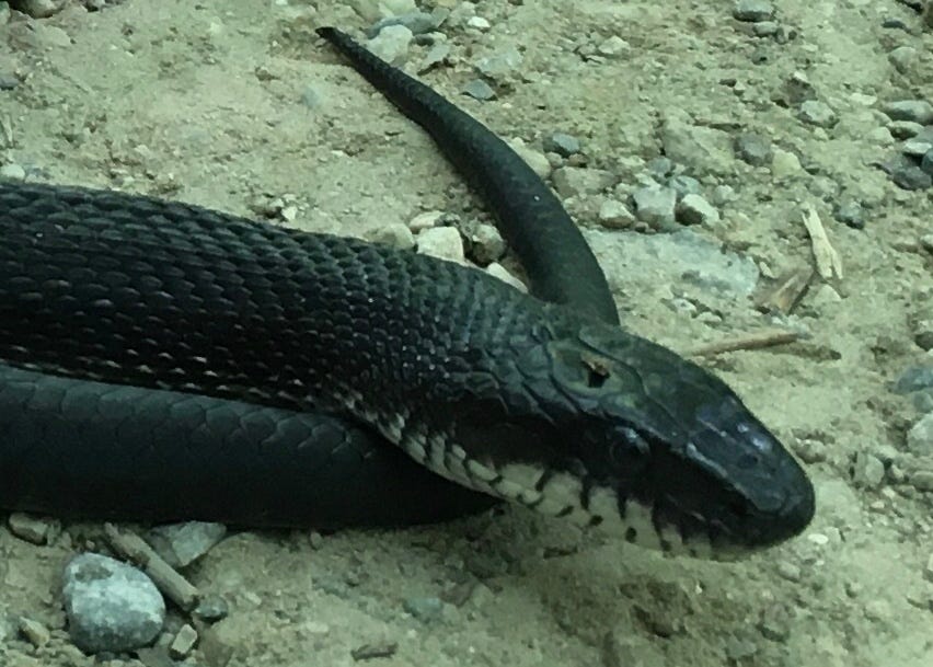 Black rat snake, white chin