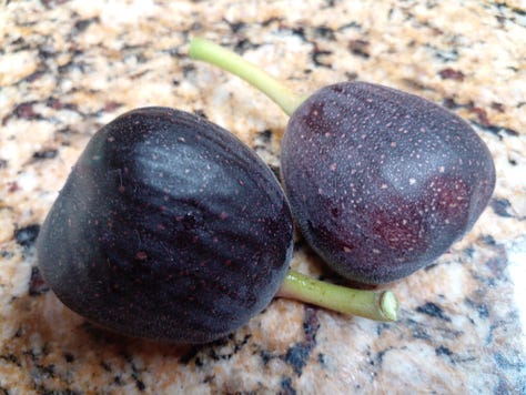 Iraqi Fig
