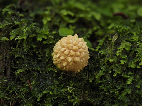 little white puffball mushrooms 