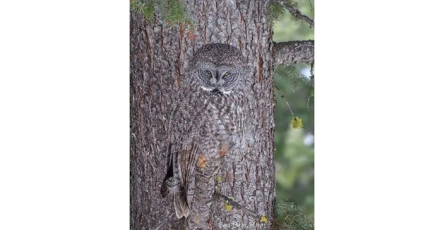 An owl that blends into the bark of a tree due to it's coloring