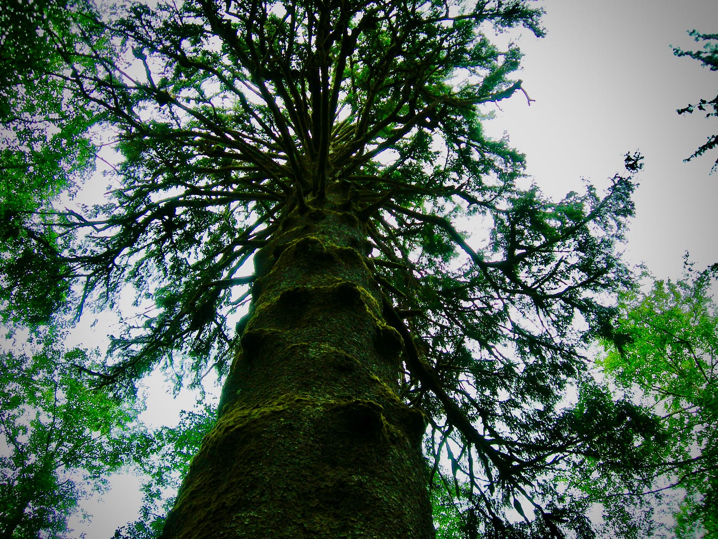 Moss covered ancient tree reaches to the sky