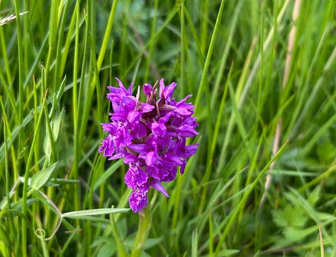 Glistening sticky sundew plants, a purple orchid and bright yellow tormentil flower