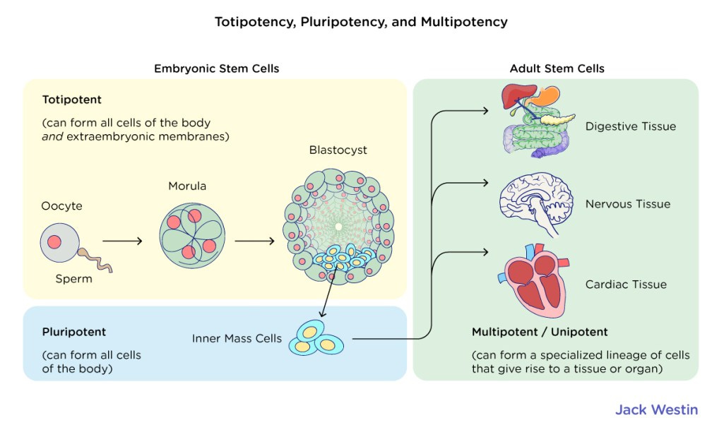 Pluripotency Stem Cells - Mechanisms Of Development - MCAT Content Pluripotency Stem Cells - Mechanisms Of Development - MCAT Content
