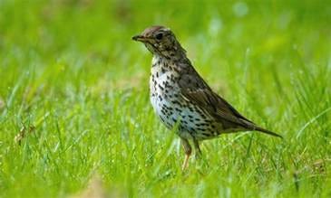 Song Thrush Throstle Bird - Free photo on Pixabay - Pixabay Song Thrush Throstle Bird - Free photo on Pixabay - Pixabay