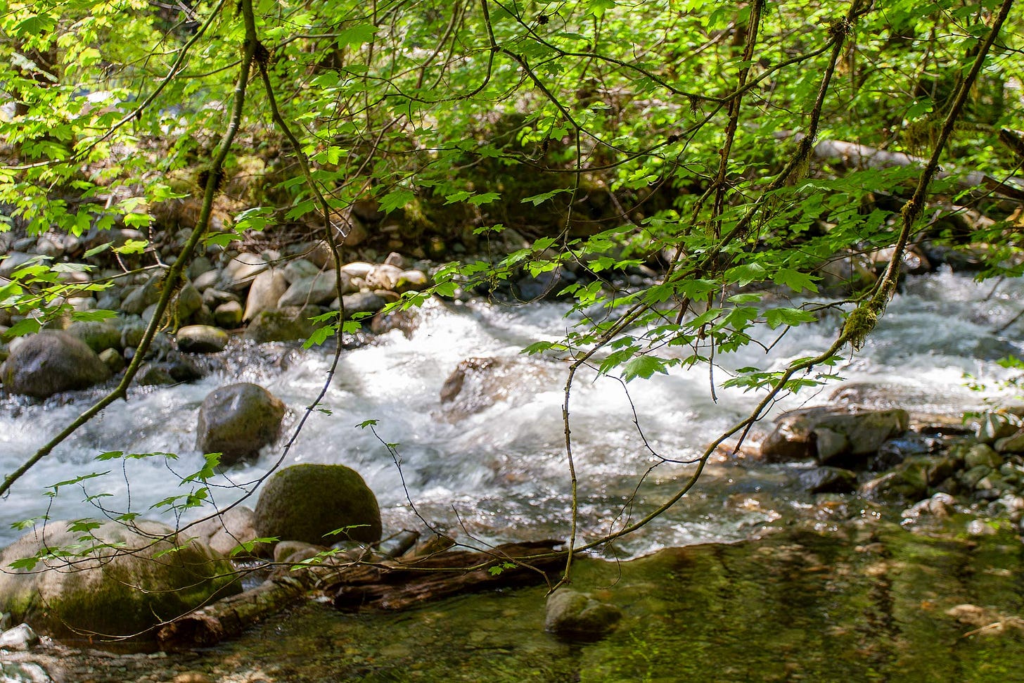 vine maple branches hang over a quiet stream where it meets a rushing channel