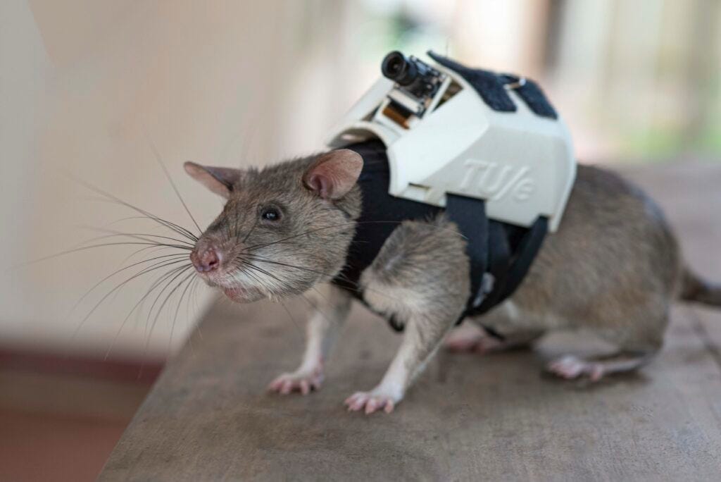 Rat wearing backpack to detect landmines and tuberculosis