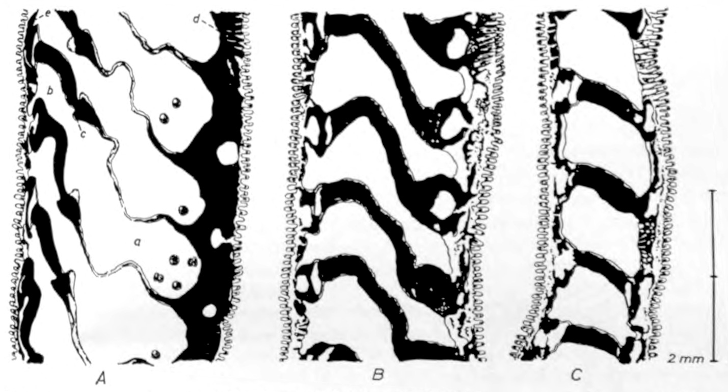 Drawings of sections through a freshwater mussel gill. Tiny larvae can be seen in one of the images. Drawings of sections through a freshwater mussel gill. Tiny larvae can be seen in one of the images.