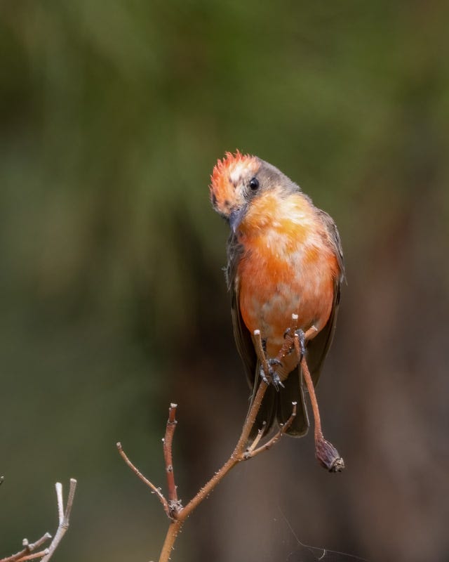 20250728-Sewailo-75-Edit.jpg 20250728-Sewailo-75-Edit.jpg