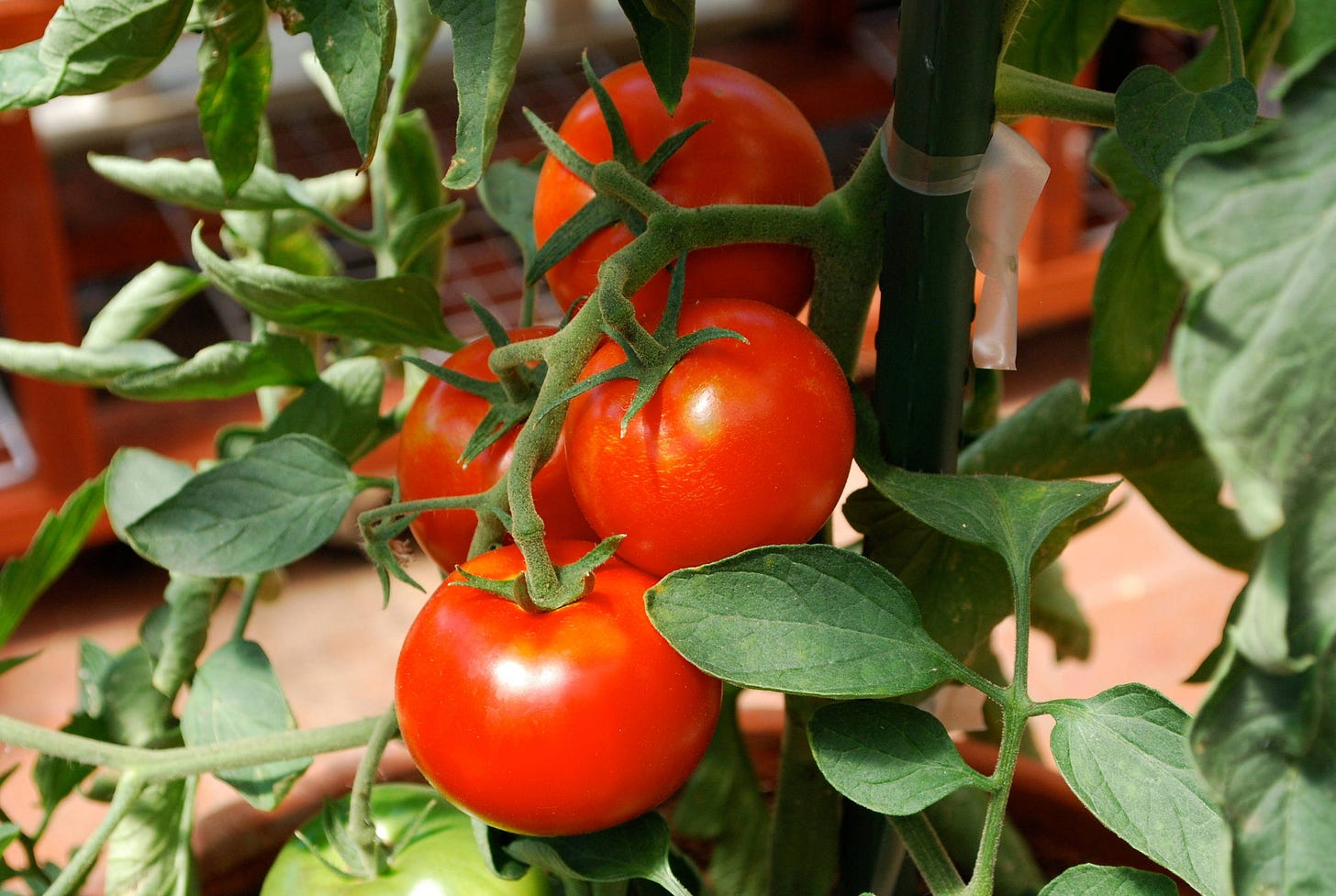 How to Grow Tomatoes in Pots How to Grow Tomatoes in Pots